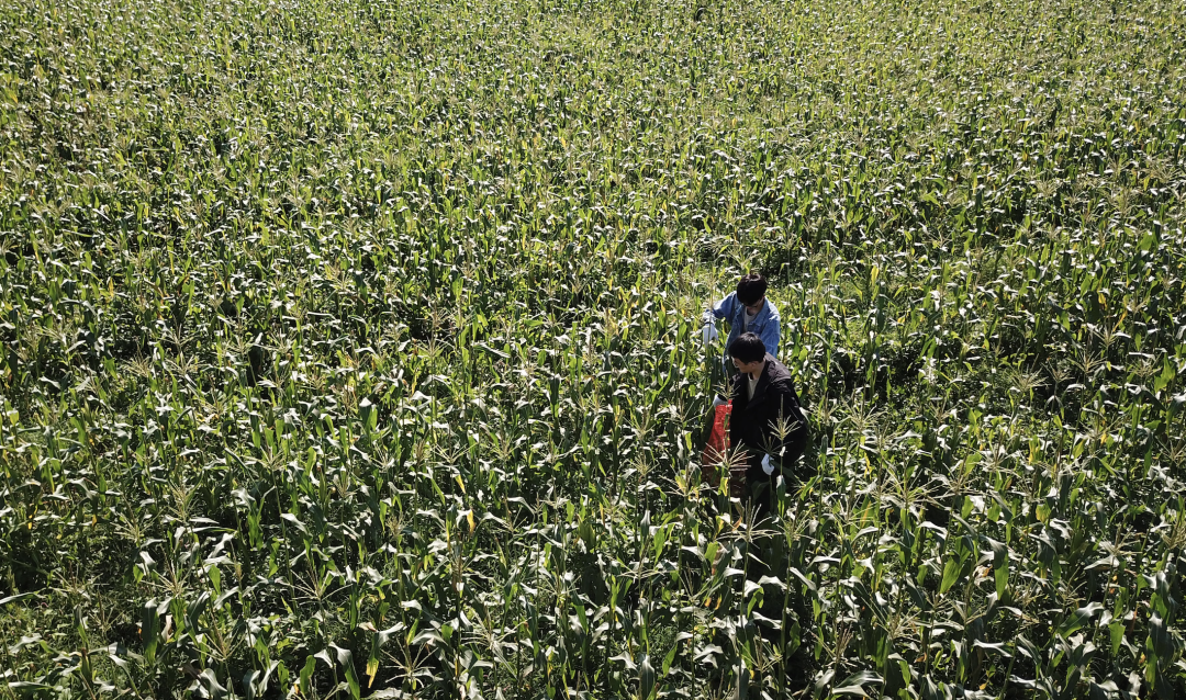 1705544930114461.jpg 1705544927673.jpg