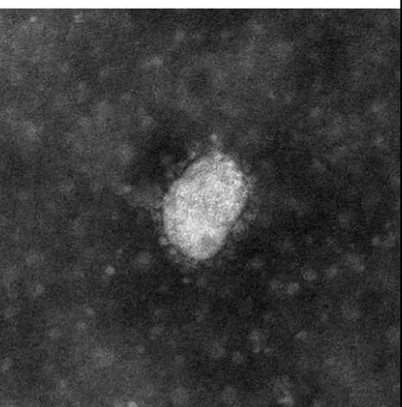 1581609084406004467.jpg gimage002.jpg