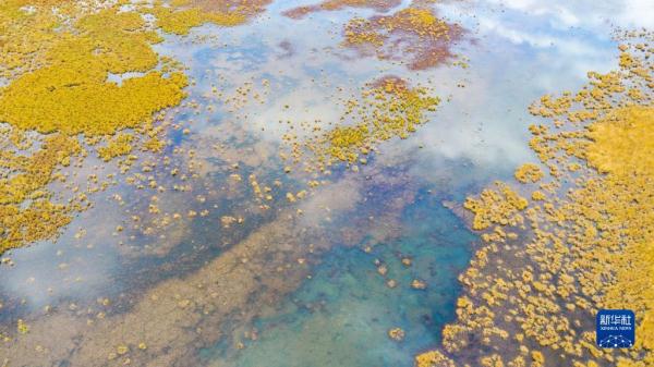 瞰黄河上游湿地秋韵