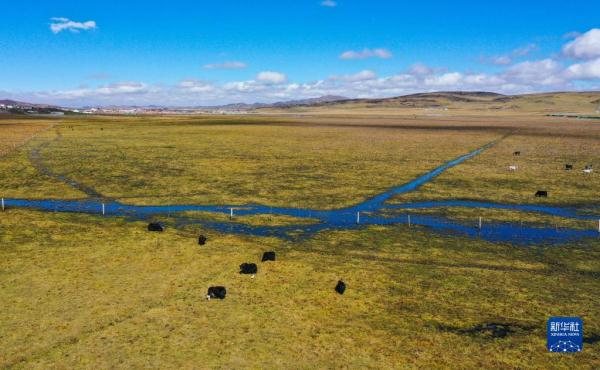 瞰黄河上游湿地秋韵