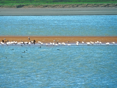 【行走河南·读懂中国】候鸟迁徙之旅陆续开启