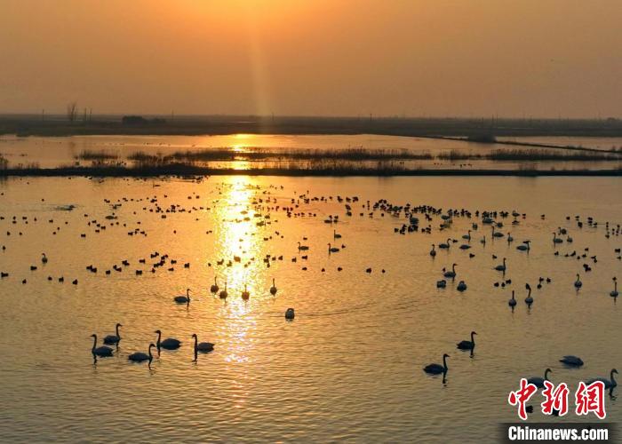 光影中候鸟万千，恍若梦境。　雷现荣 摄