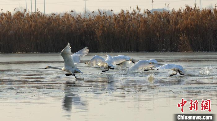 图为候鸟在芦荡泥滩中翩跹盘旋。　雷现荣 摄
