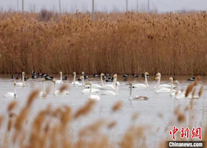 大片黄河滩涂成了鸟儿们的乐园。　雷现荣 摄
