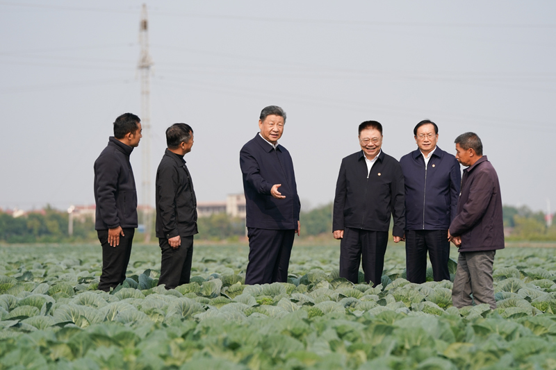 11月4日至6日，中共中央總書記、國家主席、中央軍委主席習(xí)近平在湖北考察。這是5日上午，習(xí)近平在咸寧市嘉魚縣潘家灣鎮(zhèn)十里蔬菜長廊考察時，走進田間，察看蔬菜長勢。