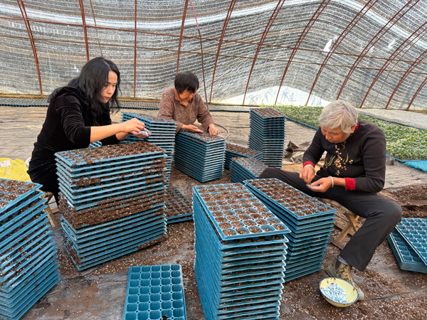 村民在蔬菜大棚内进行菜瓜育苗。受访者供图