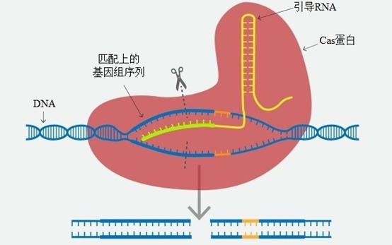 CRISPRCas9原理简图.jpg