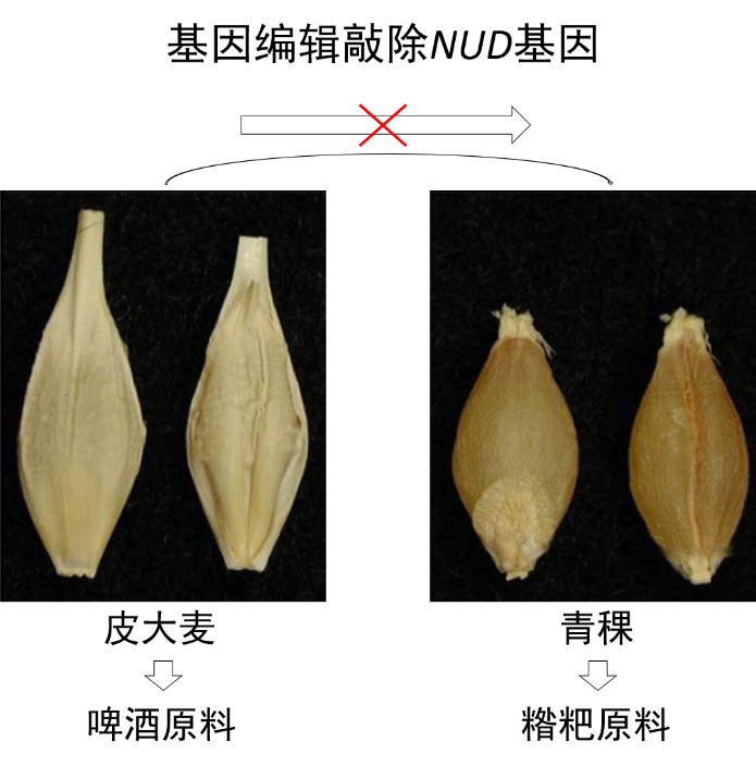 皮大麦、青稞2.png