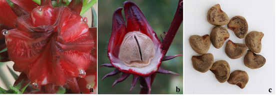 图5 玫瑰茄花萼腺、蒴果、种子的形态特征.jpg