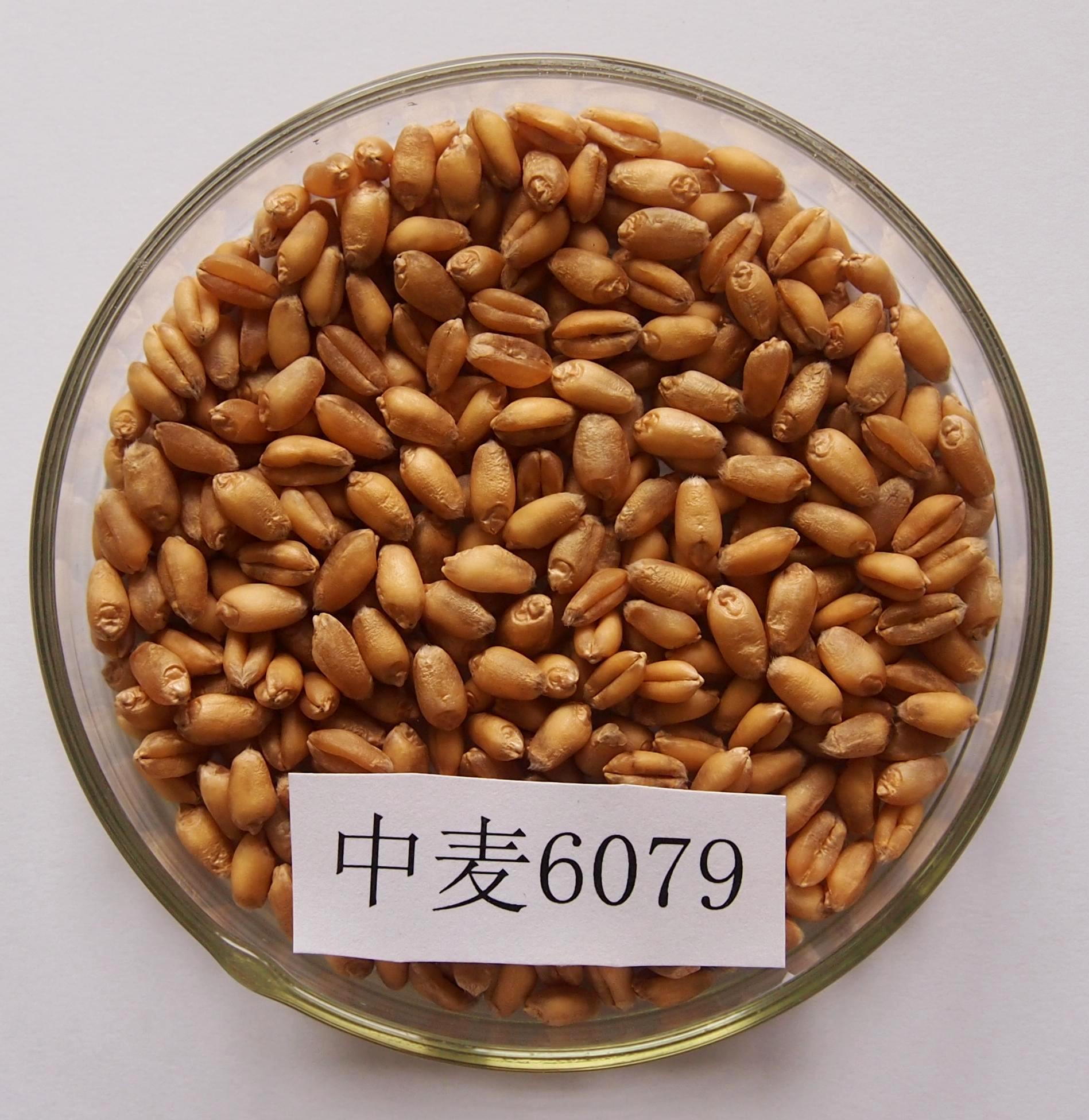 中麦6079籽粒.JPG