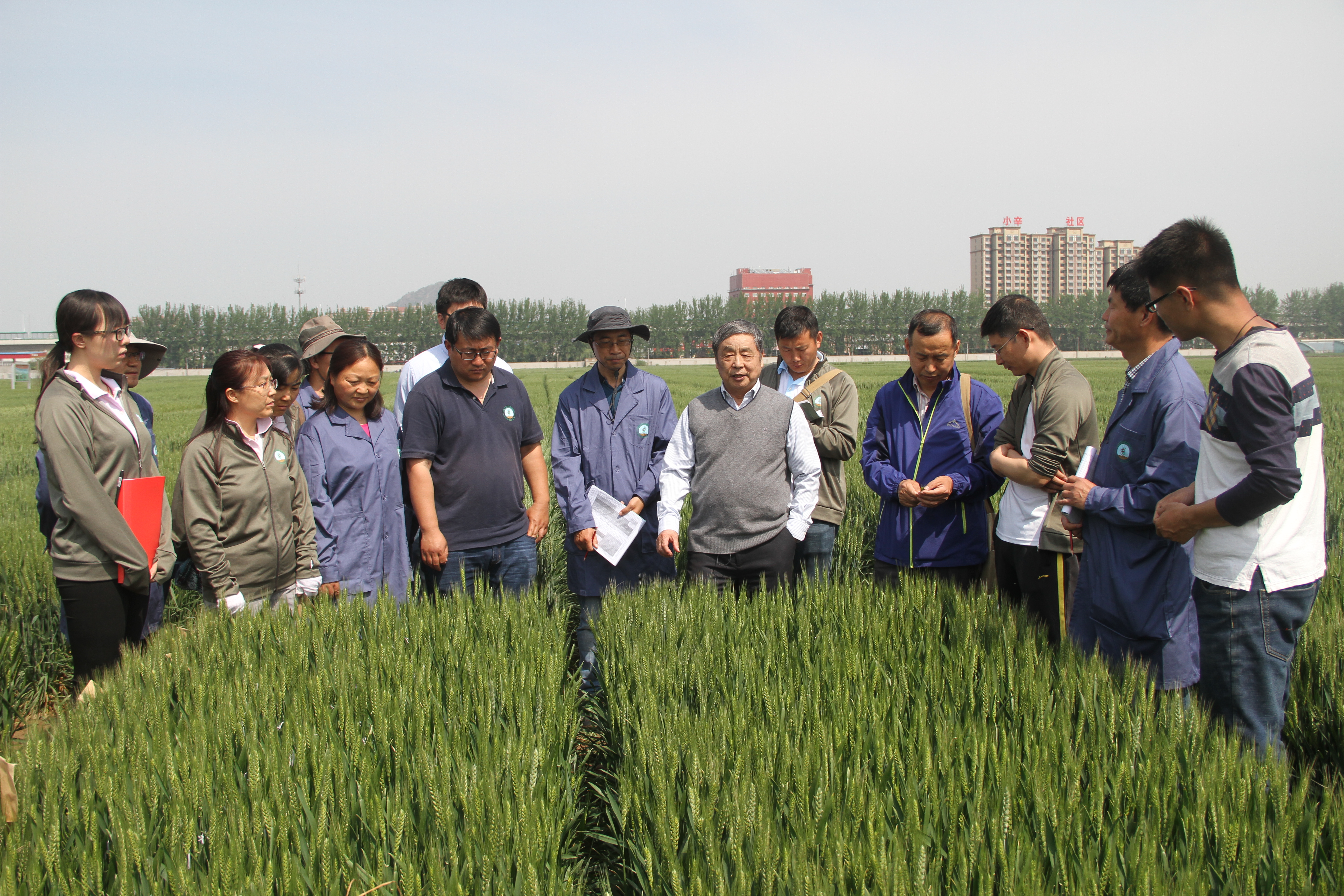 2018年4月，赵振东院士和团队成员在田间查看小麦品比试验.JPG