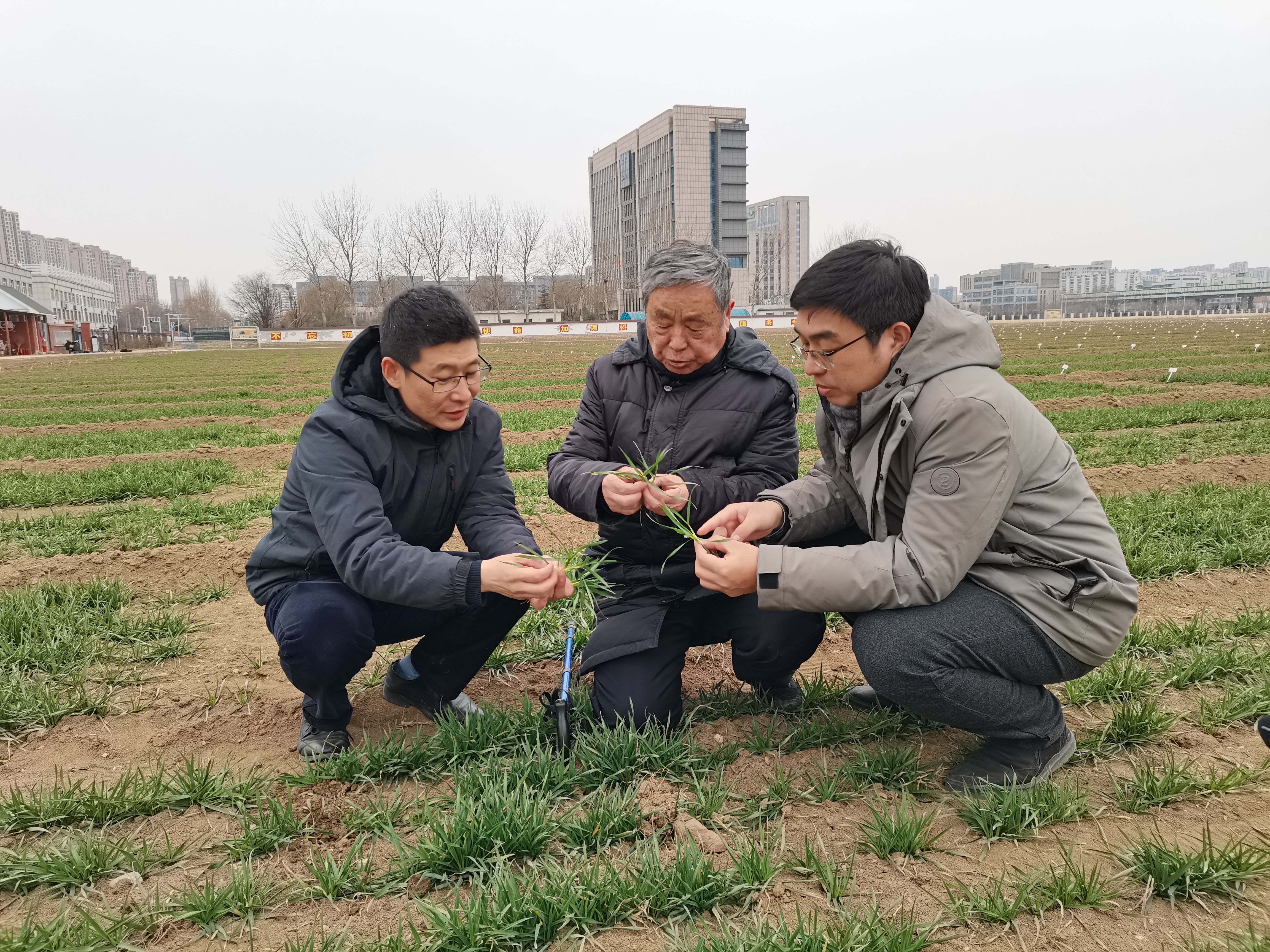 2022年2月18日，赵振东院士在山东省农科院小麦试验田查看苗情.jpg