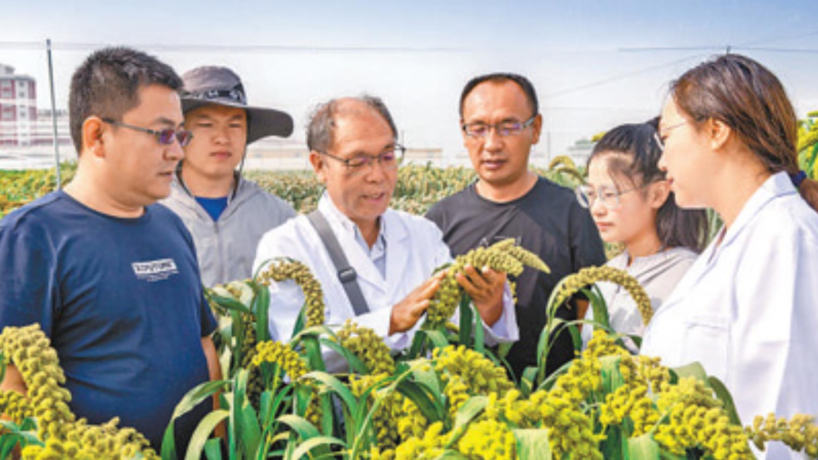 赵治海（左三）在给大家讲解杂交谷子.jpg