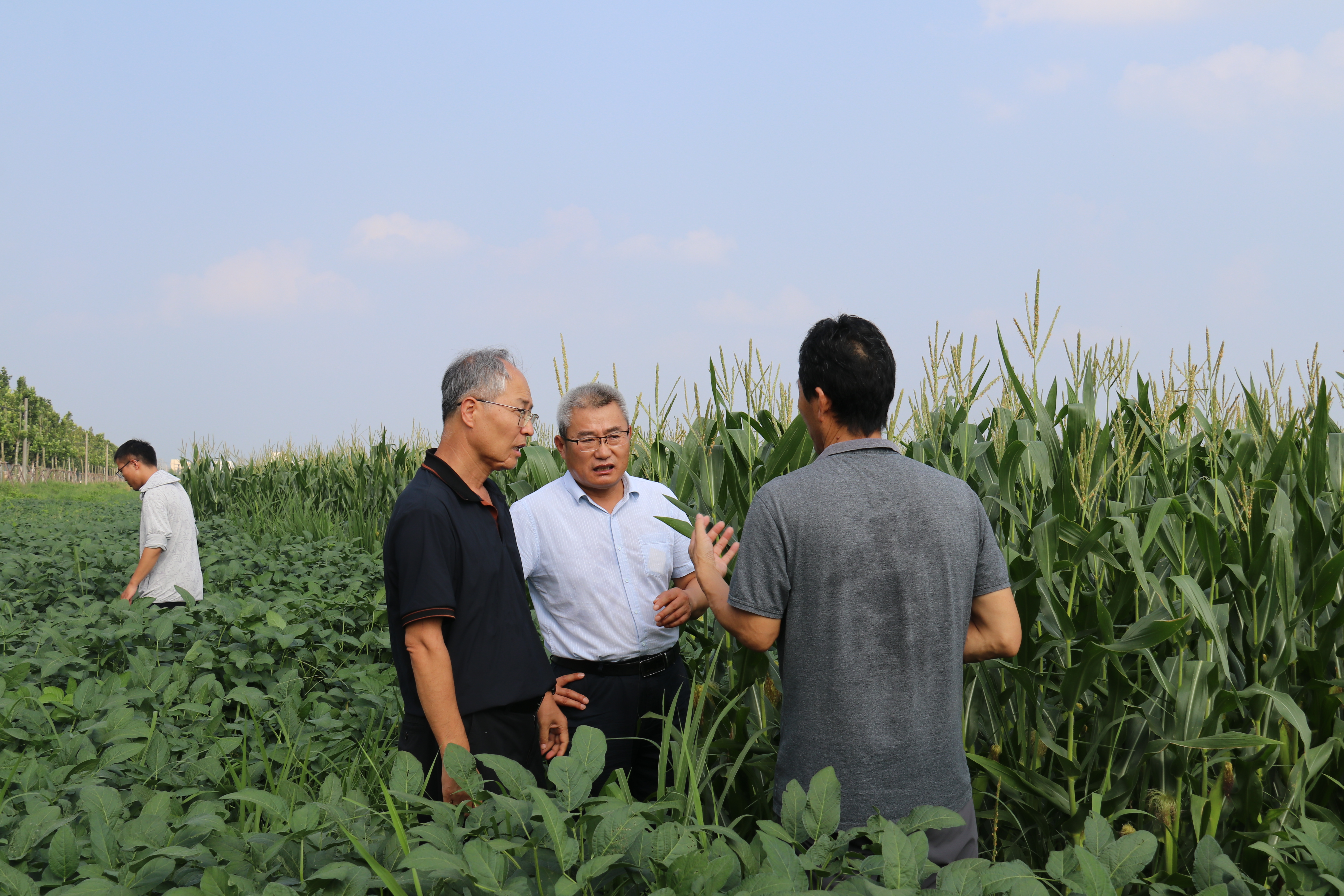7薛吉全教授考察大豆玉米带状复合种植示范区.JPG