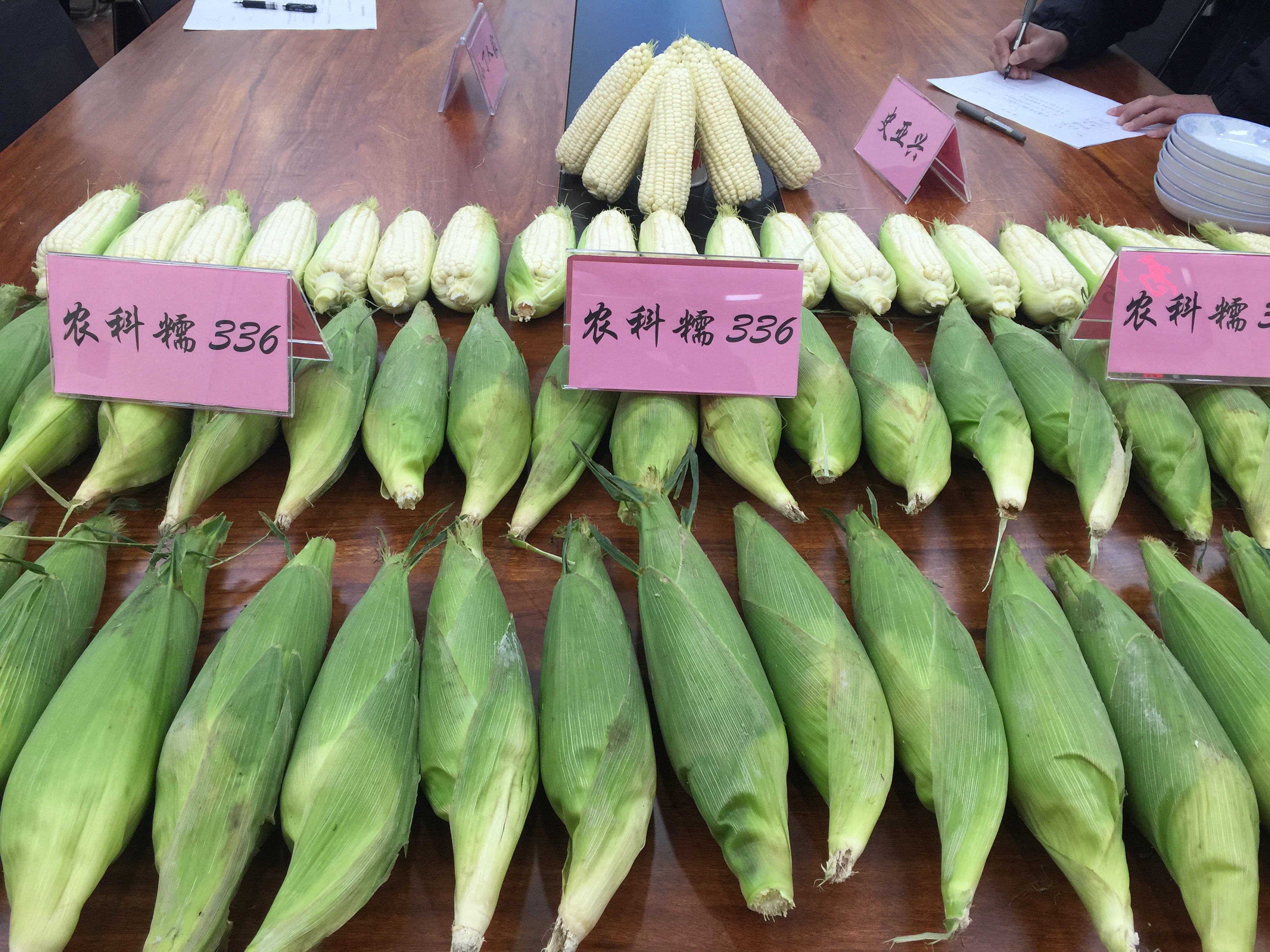 农科糯336.jpg