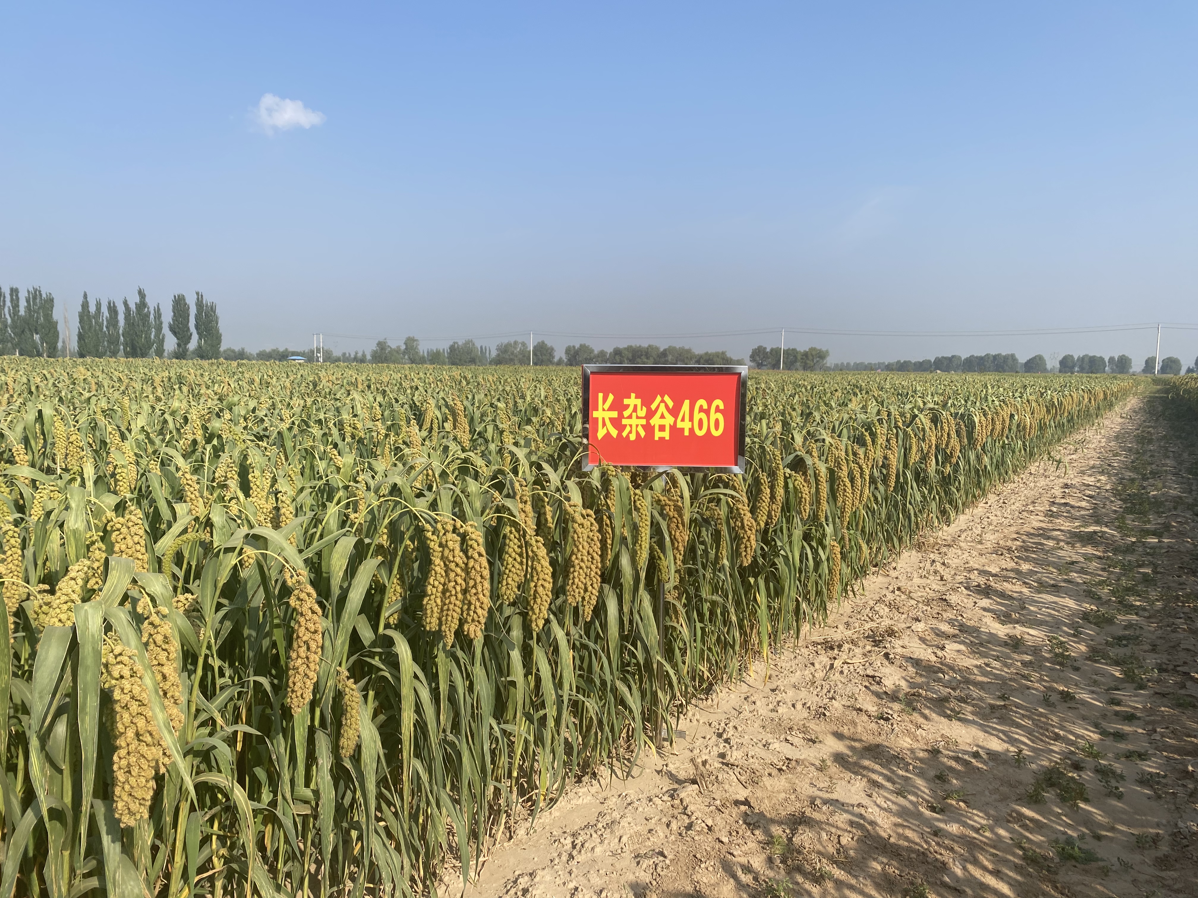 长杂谷466照片.jpg