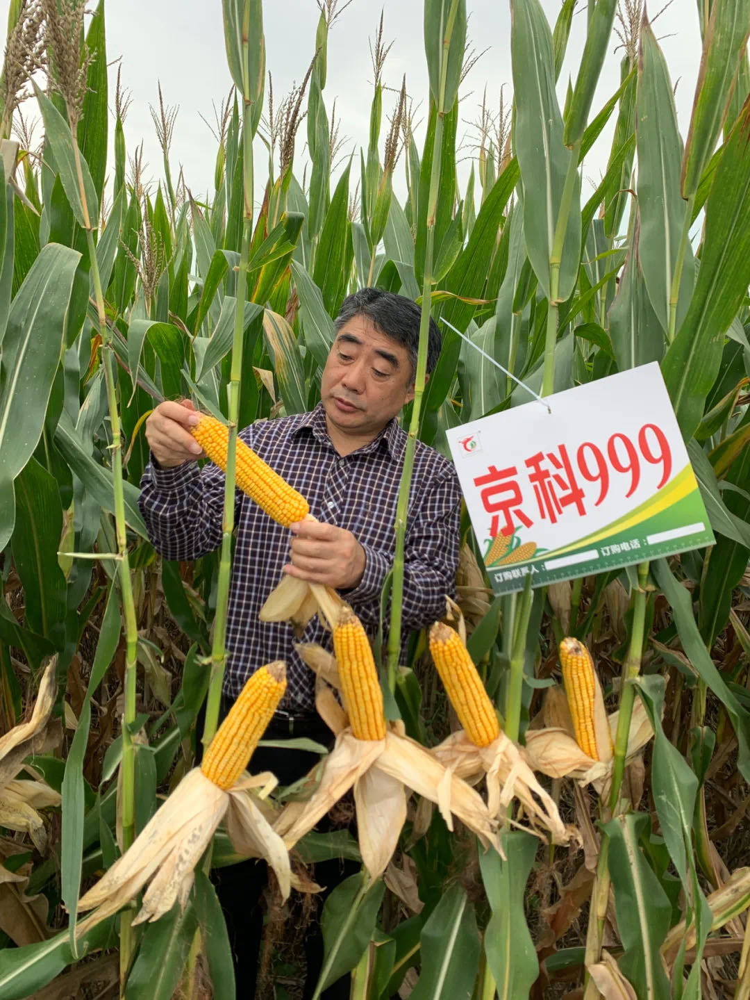 京科999.jpg