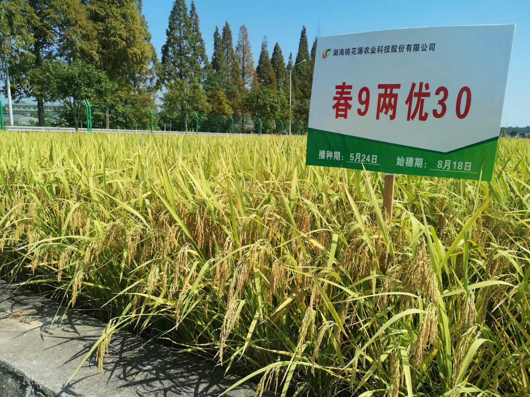 春9两优30.jpg