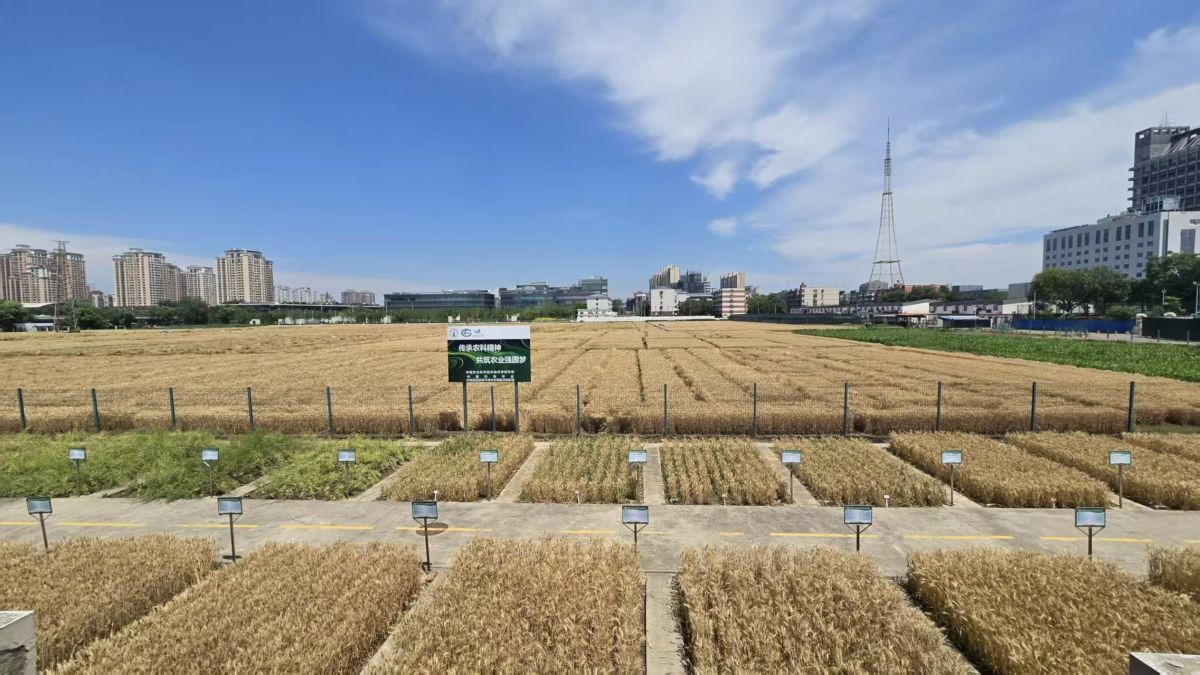4-中国农业科学院全国科普教育基地作物展示.jpg